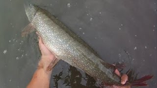 Lure Fishing 73  Northern Pike and Big Smallmouth Bass Fishing with Spoons and Jigs [upl. by Libby]