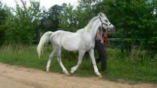 Domitian Davenport Gelding [upl. by Tigram]