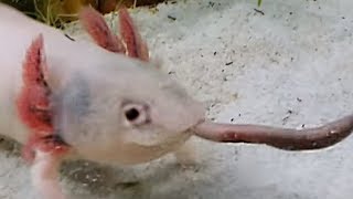 Feeding axolotl with earthworm [upl. by White517]