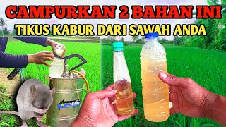 Ampuh❗❗Cara Mengusir Hama Tikus di Sawah yg Merajalela [upl. by Ayekam148]