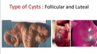 Ovarian Cysts in cattle  Follicular cysts  luteal cysts  cystic ovary  Treatment of Ovarian Cyst [upl. by Shana]