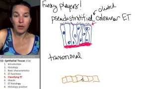 Epithelial tissue 5 Classifiying ET [upl. by Tugman]