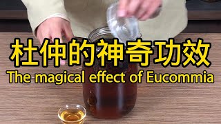 杜仲的功效與作用 The efficacy and function of Eucommia ulmoides [upl. by Suryc75]