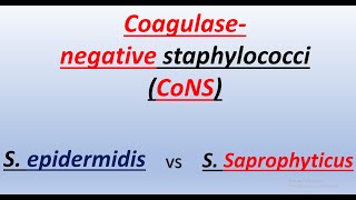 Coagulasenegative staphylococci S epidermidis vs S Saprophyticus [upl. by Haliek]