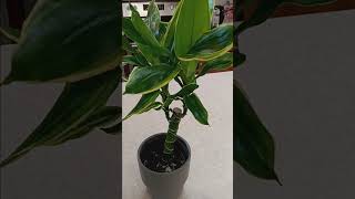 Dracena fragrans growth guide plants gardening plant houseplants tutorial tutorials guide [upl. by Giess]