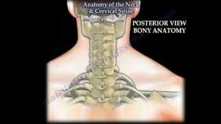 Anatomy Of The Neck amp Cervical Spine  Everything You Need To Know  Dr Nabil Ebraheim [upl. by Darum386]