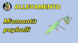 Miomantis paykulli scheda di allevamento [upl. by Nahtanohj]