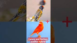 Canary and Serinus pusillus hybrid [upl. by Annayi701]