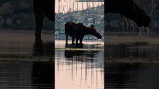 Moose does the happy dance after cooling swim 🦌💃✨ [upl. by Antoinetta]