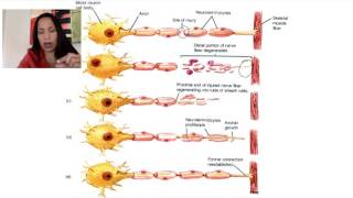 6 Neuronal Regeneration [upl. by Carrelli68]