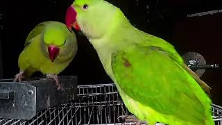 Parrot Natural Sounds  Parrot Talking [upl. by Rdnaskela]