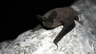 02 Save the Mexican FreeTailed Bat [upl. by Inajar19]