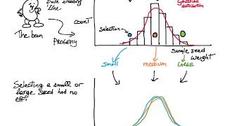 Heritability and selection in breeding [upl. by Lempres]