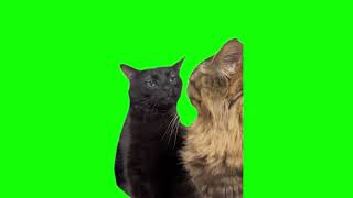 Green Screen Black Cat Zoning Out Meme [upl. by Ohploda]