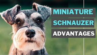 8 Best Advantages of Having a Miniature schnauzer [upl. by Eiduj]