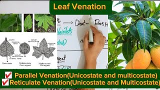 Leaf VenationParallel venationReticulate venationBSc and MSc botany topic [upl. by Harald]