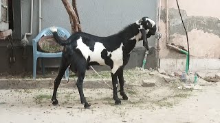 bakry ki mastia check kr pure beetal goat [upl. by Laen]