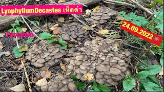 เห็ดดำ เห็ดไก่ทอด Lyophyllum decastes PoohDam [upl. by Ettenot]