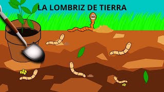 LA LOMBRIZ DE TIERRA PARA NIÑOS LA LOMBRIZ TODO SOBRE LA LOMBRIZ DE TIERRA EN ESPAÑOL PARA NIÑOS [upl. by Gan]