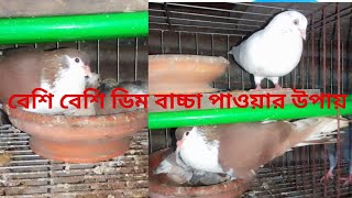 How to get more eggs amp Baby from Pigeon P  86 pigeon [upl. by Gard]