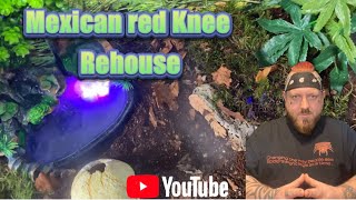 Mexican red knee awesome rehouse [upl. by Jared402]