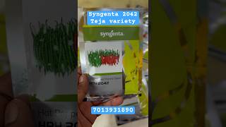 syngentaHPH2042chilliteja varietymirapamirchiviralshortsytshortspallerythu1 [upl. by Lang]