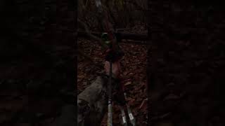 CRAZY ENCOUNTER Turn the volume up to hear this massive deer grunt at me deer deerhunting [upl. by Sterling239]