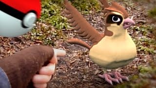 Pidgey Used Fly [upl. by Bertold]