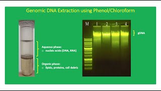 Conventional DNA Extraction Using PhenolChloroform LiquidLiquid Extraction Method 👨🏻‍🔬🧬 [upl. by Esyli]