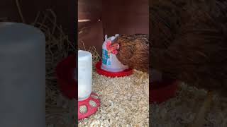 How to incubate chicken eggs chicken funny shorts [upl. by Dyanne]