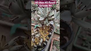 Kalanchoe tomentosa instagram youtubeshorts trending gardeningplants vastu succulentvarieties [upl. by Ahsiuqel]