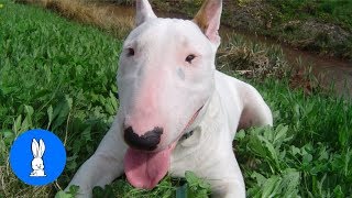 ENGLISH BULL TERRIERS Are the CUTEST Compilation [upl. by Angeli]