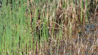 Common Snipe Beccaccino Gallinago gallinago [upl. by Avrenim]