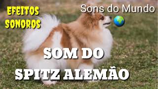 Som do SPITZ ALEMÃO Lulu da Pomerania latido de cães [upl. by Hansiain]