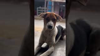 doglovers funny ayodhyadogsworld love worlddoglovers doglover dogyzworld comedy dogzone [upl. by Merlina389]