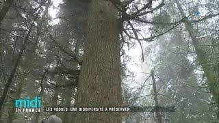 Les Vosges un paradis pour les naturalistes [upl. by Hsirk894]