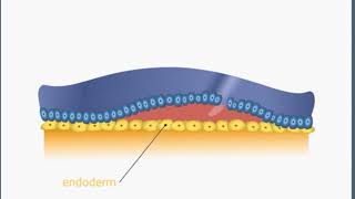 3RD WEEK NOTOCHORD FORMATION ANIMATION [upl. by Noryv163]