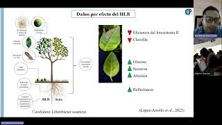 FERTILIZACIÓN FRACCIONADA PARA EL MANEJO DEL HUANGLONGBING EN LIMA PERSA DR LUIS ALFREDO PÉREZ Z [upl. by Nylaras759]