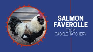 Salmon Faverolle Chicken Breed Breeder Flock  Cackle Hatchery [upl. by Etnaik]