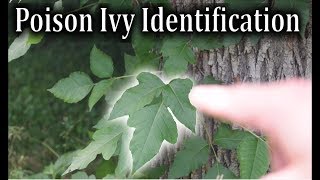 Poison Ivy Identification  How to Identify Poison Ivy Plants [upl. by Llemhar]