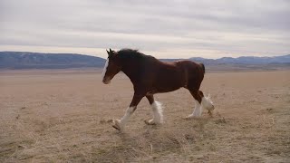 Budweiser features a Clydesdale in its 2022 Super Bowl commercial [upl. by Ycrem284]