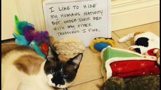 14 Funny Cat Shaming Moments Ep2 [upl. by Lesslie952]