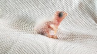 Hand feeding Parrot conure chicks easily using DIY syringe [upl. by Leahcimnaes]