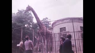 Zoo Inside  Giraffe Zoo Antwerpen 1979 vs 2019 [upl. by Parsifal]