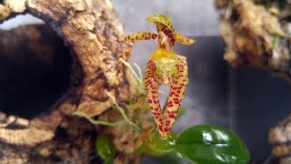 Bulbophyllum lasiochilum [upl. by Sgninnej]