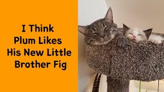 50 Times People Got Their Pet A Sibling And Documented How It Went 22  Funny pet [upl. by Gabriel]