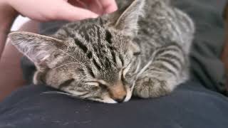 Sleepy Kitten Will Melt Your Heart [upl. by Begga]