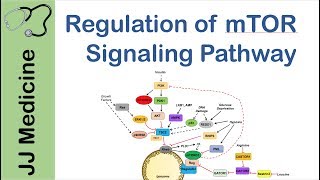 mTOR Signaling Pathway  Nutrient and Cell Stress Regulation [upl. by Joella]