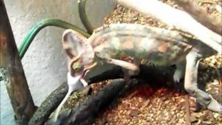 My Chameleon Eating A Mouse [upl. by Nnylarat]