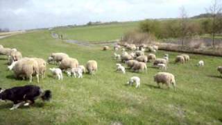 Schapen met lammetjes gaan naar buiten [upl. by Braswell818]